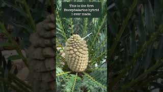 Encephalartos horridus x longifolius  Cycad Pollination 2022  Encephalartos woodii Debutant Ball [upl. by Nnyledam]