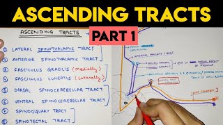 Spinal Cord  Ascending Tracts  CNS Physiology [upl. by Aiyotal887]