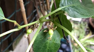 Kiwi berry Actinidia Arguta issai putting on decent growth at last and a small surprise [upl. by Herriott]