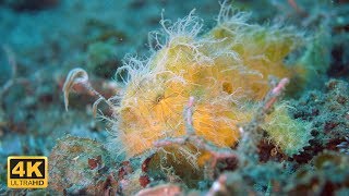 Lembeh Strait Paradies der Mini Monster 4K DOKU 2017 [upl. by Neelhtakyram197]