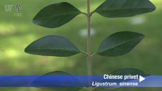 Chinese privet Ligustrum sinense [upl. by Ehcar]