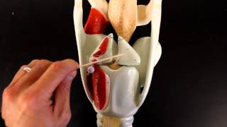 RESPIRATORY SYSTEM ANATOMY Larynx model [upl. by Innavoig]