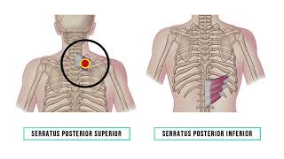 Trigger Point Release  Serratus Posterior Superior  Serratus Posterior Inferior  Shoulder Pain [upl. by Nnylanna]