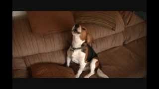 Fred The Beagle Howling [upl. by Hump]