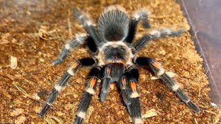 MEXICAN FLAME KNEE TARANTULA Brachypelma Auratum  🕷️🕷️🕷️ [upl. by Gore531]