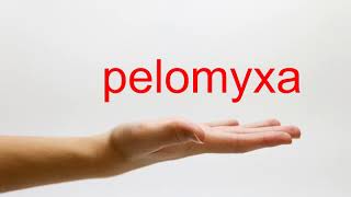 How to Pronounce pelomyxa  American English [upl. by Estelle]