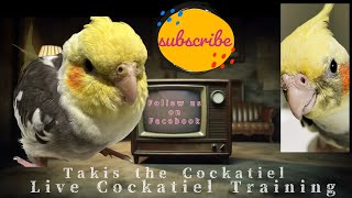 Teach Your Cockatiel to Whistle Beautiful Tunes 🐦🎵 BirdTraining CockatielCare [upl. by Namzed]