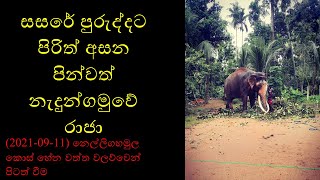 නැදුන්ගමුවේ ඇත් රජුනි ඔබට නිවන් සුව ලැබේවා [upl. by Felske]