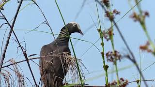 Beautiful WhiteCrowned Pigeon in the Bahamas [upl. by Siward]