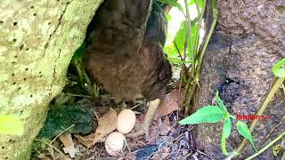 Hen clucking after laying an egg Chickens clucking [upl. by Iver]