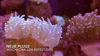 Weichkorallen fragmentieren jetzt einfach mit neuem Plug befestigen  Blick in meine Aquarien [upl. by Deloris]