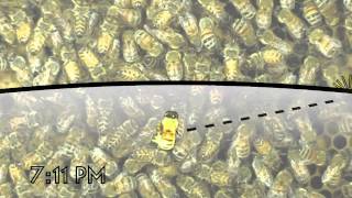 The Waggle Dance of the Honeybee [upl. by Krishna]