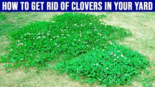 How to Get Rid Of Clovers in Your Yard  4 Tips for Removing Clover Grass [upl. by Ailegave]