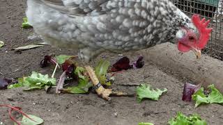 Chickens Feeding Frenzy Salad [upl. by Isyed]