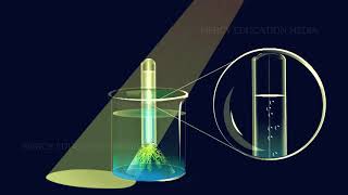 Oxygen is Evolved During Photosynthesis Hydrilla Experiment [upl. by Artaed]