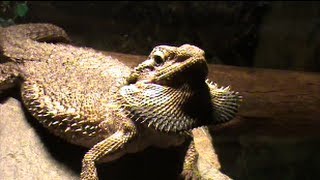 Bearded dragon puffing out her beard [upl. by Nahraf934]