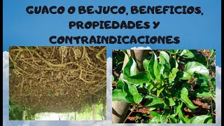 GUACO O BEJUCO BENEFICIOS PROPIEDADES Y CONTRAINDICACIONES [upl. by Thomsen951]