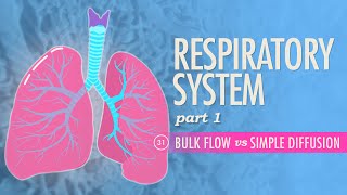 Gas Exchange in Alveoli Animation  Pathway of Air through Respiratory System Video – How Lungs Work [upl. by Lrigybab]