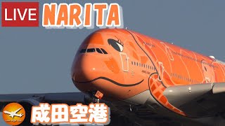 🔴LIVE at NARITA International Airport Plane Spotting 20240313 成田空港ライブカメラ 成田空港 NRTRJAA [upl. by Sibyl]