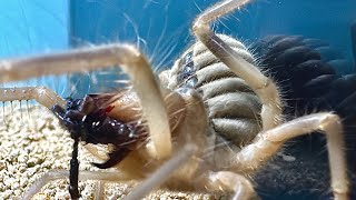 Huge Camel Spider VS Centipede [upl. by Wake603]