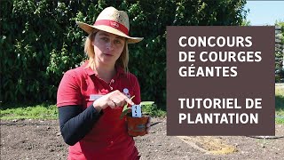 Tutoriel de plantation de courges géantes  Concours [upl. by Adnauqaj894]