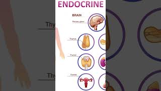 INTRODUCTION TO ENDOCRINE SYSTEM [upl. by Hcire]