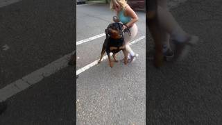 Dog bugs out and try’s to DESTROY little dog dogtrainer dogsbehavingverybadly [upl. by Gran4]