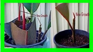 How To Propagate Rubber Plant From Cuttings Rubber Plant Propagation From Cuttings [upl. by Intyrb]