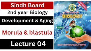 morula and blastula  development and aging  class 12 biology Sindh board New book [upl. by Thane]