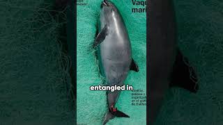 Rarest Dolphin facts factshorts dolphin vaquita endangeredspecies [upl. by Ainesell]