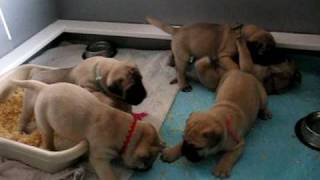 Bullmastiff puppies 4 weeks [upl. by Daffie]