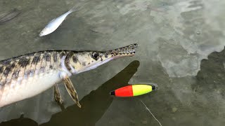 How To Catch Gar [upl. by Maximo]