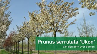 Prunus serrulata Ukon  Van den Berk over Bomen [upl. by Ellehsal]