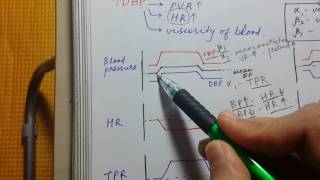 PHARMACOLOGY GRAPHS FOR USMLE STEP 1  SBP DBP HR TPR [upl. by Kiri751]