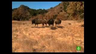 Lobos gigantes documental quotESPAÑOLquot 1ra parte [upl. by Allecsirp]