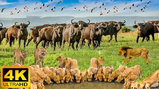 4K African Wildlife Serengeti National Park  Real Sounds of Africa  4K Video Ultra HD [upl. by Ogires]