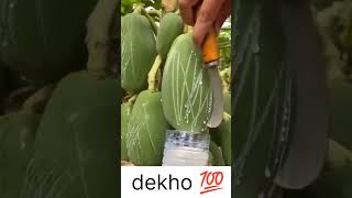 Papain extraction by Akash sir agricultureadda247ibpsafo horticulture fruitscience [upl. by Francklyn]