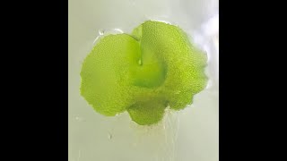 Plant Tissue Culture  Fern spores tissue culture Birds nest fern [upl. by Naz]