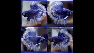 Live Betta Fish AZURE BLUE WHITE BANDING Rosetail HM Male A330 [upl. by Eremahs225]