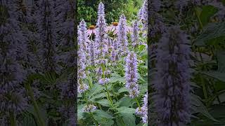 Bees love Agastache Blue Fortune 🐝 bees bumblebee pollinators [upl. by Carmen]