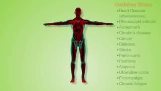 Oxidants and Antioxidants [upl. by Yuri]