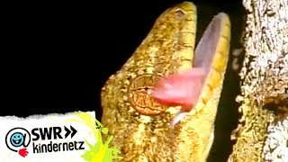 OLIs Wilde Welt  Geckos bei OLIs Wilde Welt  SWR Kindernetz [upl. by Birmingham544]