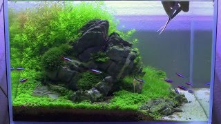 Nature Aquarium  Day 90  trimming step by step [upl. by Neirrad]