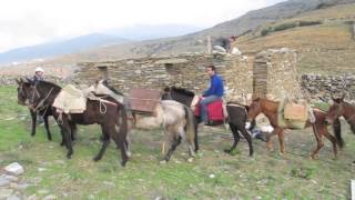 Pack horses and mules at Zagora [upl. by Elbert]