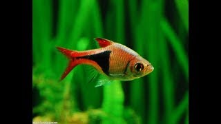 Top 20 Fish for Planted Aquariums Aquascaping [upl. by Yesnik]