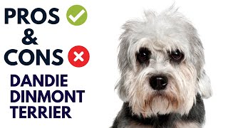 Dandie Dinmont Terrier Breed Pros and Cons  Dandie Dinmont Terrier Advantages and Disadvantages [upl. by Guyon]