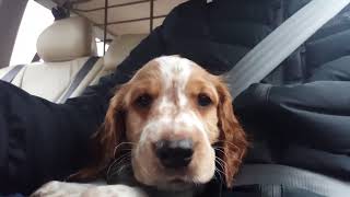 Bringing home Welsh Springer Spaniel puppy [upl. by Ellehsem90]