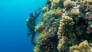 SCUBA Diving Egypt Red Sea  Underwater Video HD [upl. by Shlomo]