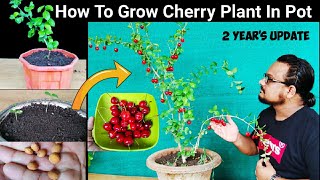 How to grow Cherry plant from seeds in pot 🍒 2 Years Updates🍒 चेरी का पौधा गमले में उगाने का तरीक [upl. by Atworth554]