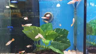 Live Petbarn guppy disease discussion [upl. by Adrienne67]